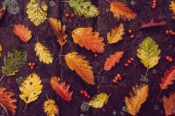秋の落ち葉の写真