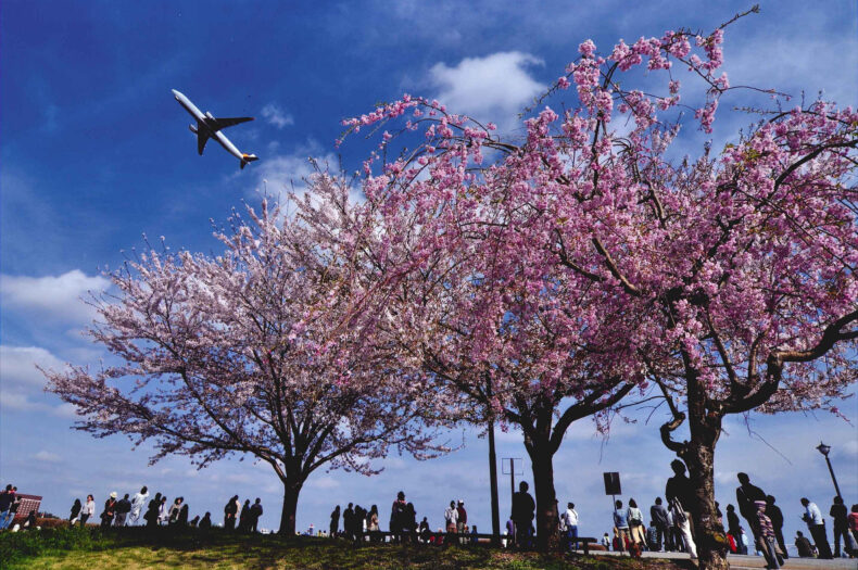 成田市さくらの山の桜の写真