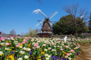 ふなばしアンデルセン公園の花畑と風車の写真