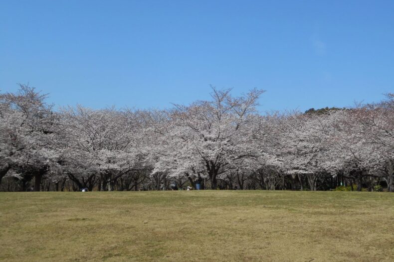 青葉の森公園の桜の写真