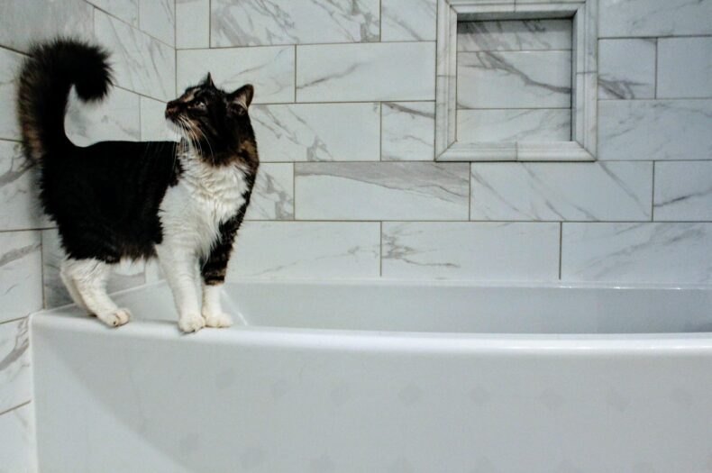 バスルームと猫の写真