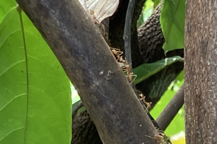 NatureFutureFarmのアリの写真