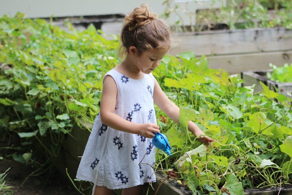 庭の植物に水やりをする女の子の写真