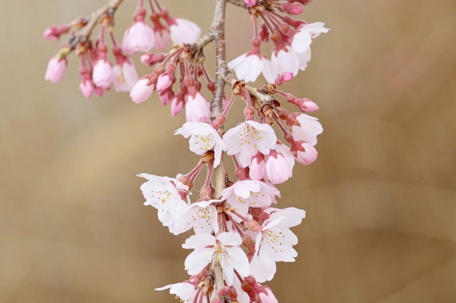 豆桜の写真
