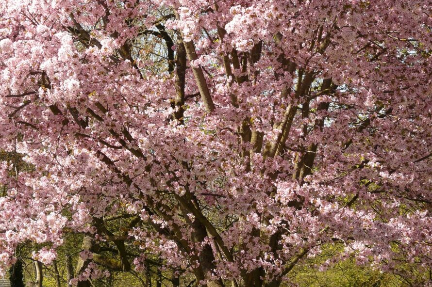 江戸彼岸桜の写真