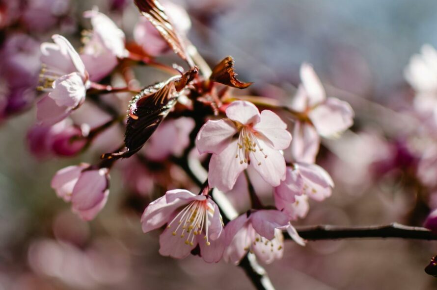 高嶺桜の写真