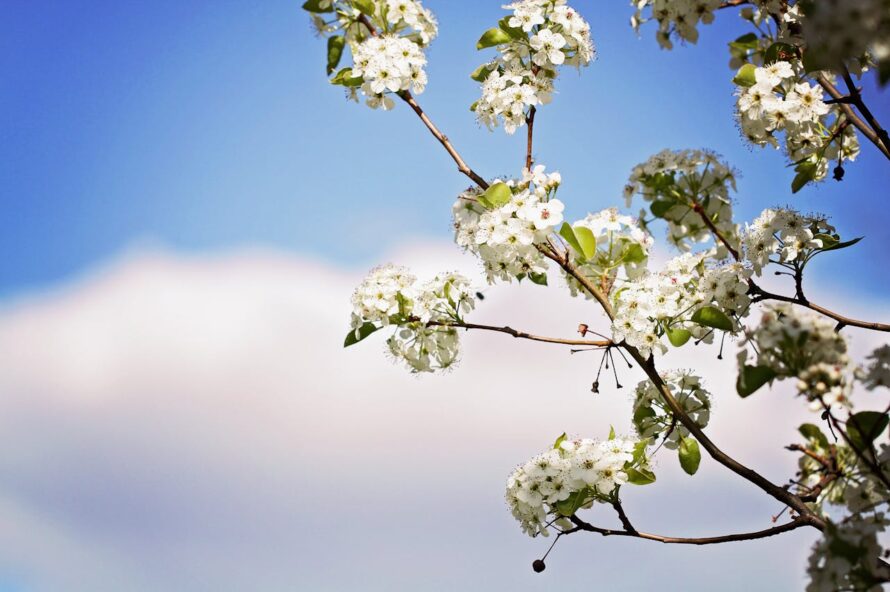 熊野桜の写真