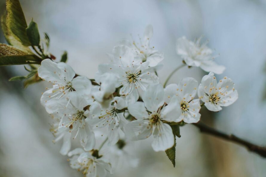霞桜の写真