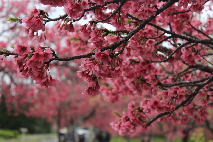 寒緋桜の写真